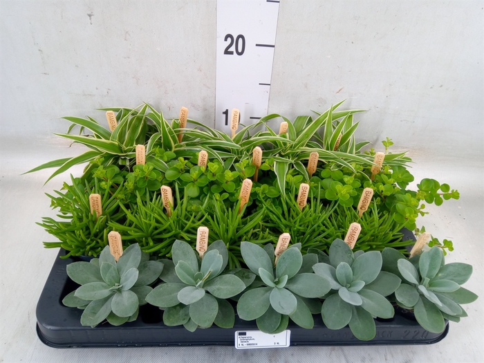 <h4>Planten  ..mix</h4>