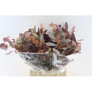 Euca Populus Berry Short Red Abs 150 Gram