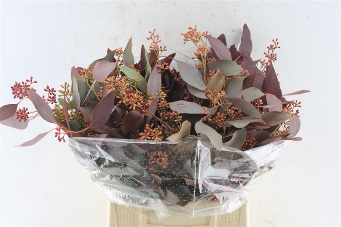 Euca Populus Berry Short Red Abs 150 Gram