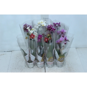 PHALAENOPSIS MINI P06