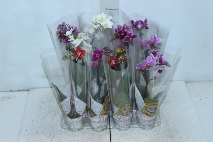 <h4>PHALAENOPSIS MINI P06</h4>