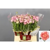 Ranunculus Elegance Pink