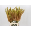 Eremurus Emmy Ro