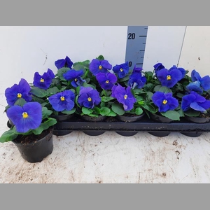 VIO WI DEL TRUE BLUE