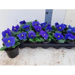 VIO WI DEL TRUE BLUE