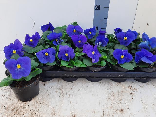 <h4>VIO WI DEL TRUE BLUE</h4>