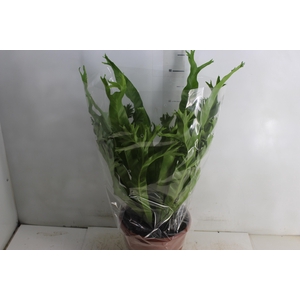 ASPLENIUM CRISSIE P24
