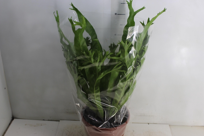 <h4>ASPLENIUM CRISSIE P24</h4>