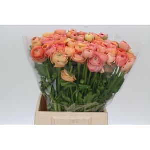 Ranunculus Elegance Salmon