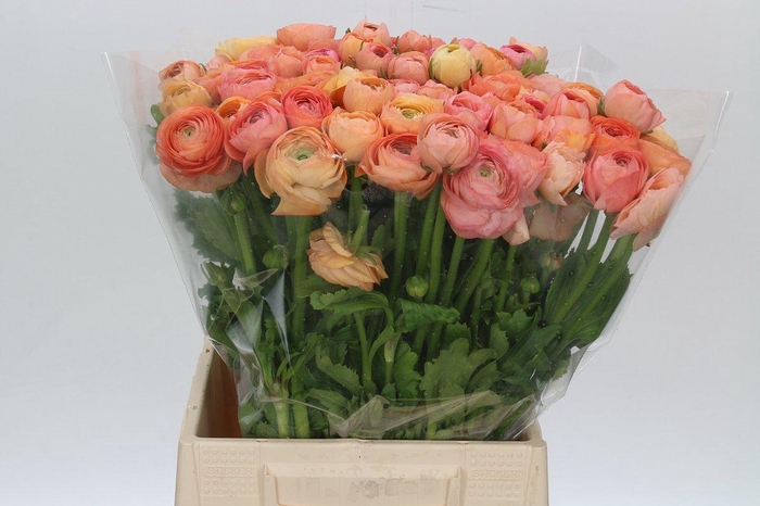 <h4>Ranunculus Elegance Salmon</h4>