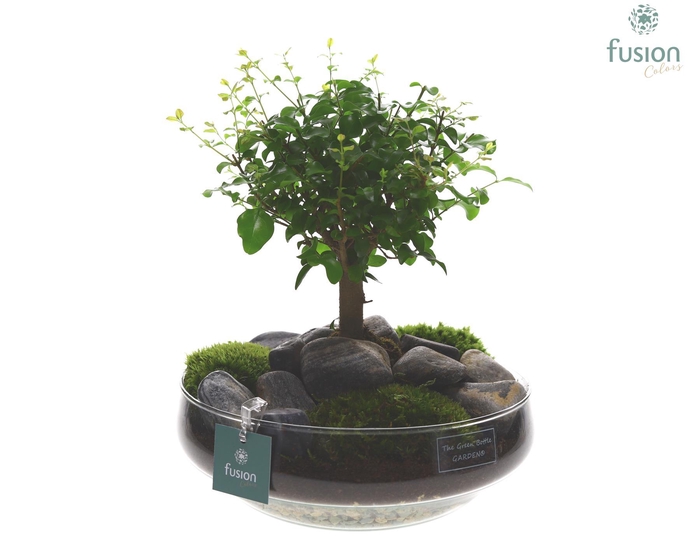 <h4>Green Bottle Iris Large met Bonsai</h4>