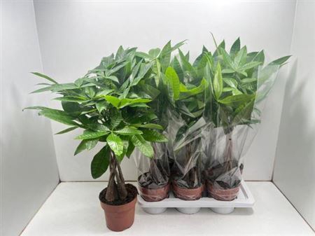 <h4>Pachira Aquatica 5 Stek</h4>