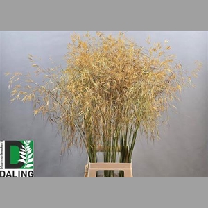 Stipa Gigantea