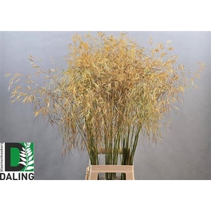 DRIED STIPA GIGANTEA GOUD H%