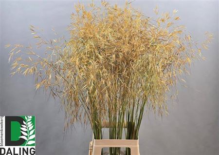 <h4>DRIED STIPA GIGANTEA GOUD H%</h4>