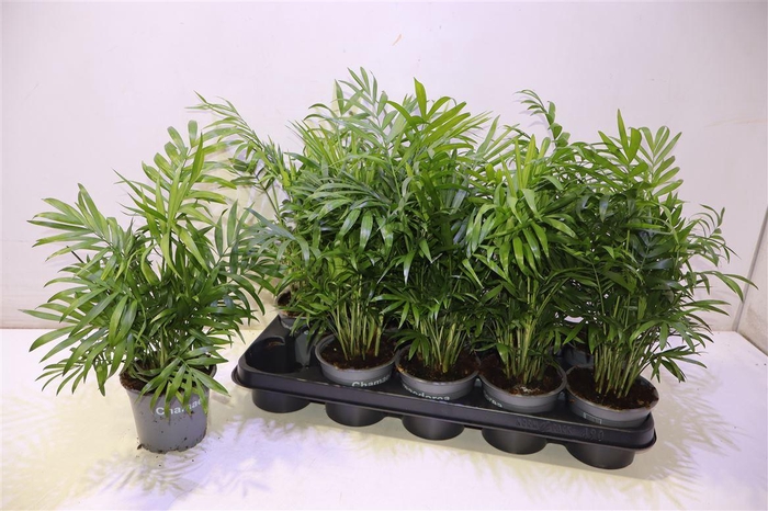 <h4>arr8 Chamaed Elegans</h4>