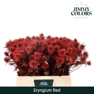 Eryngium (distel) L60 Rood