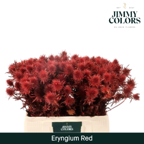 <h4>Eryngium (distel) L60 Rood + glitter</h4>