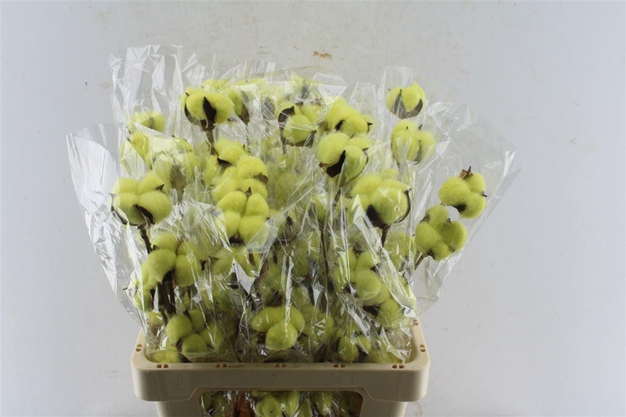 <h4>Katoen Groen</h4>