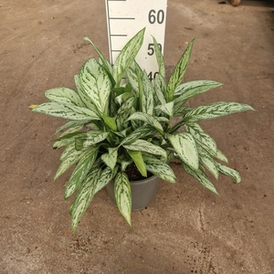 Aglaonema Silver Queen