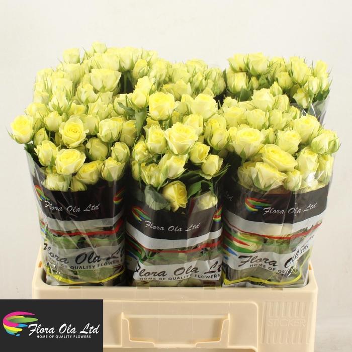 <h4>R TR WEDDING INVITE</h4>