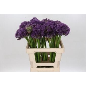 Allium Jackpot
