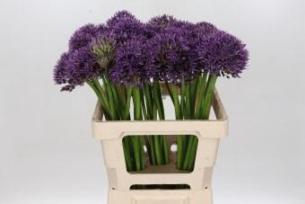 <h4>Allium Jackpot</h4>