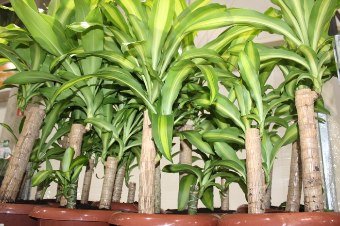 <h4>DRACENA MASSANGEANA P24</h4>