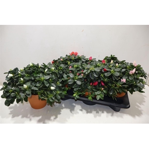 Rhodo Si V Gem 5 Srt