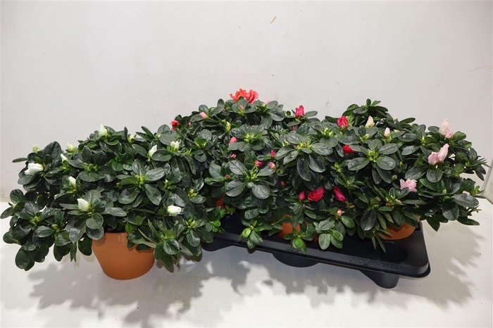 <h4>Rhodo Si V Gem 5 Srt</h4>