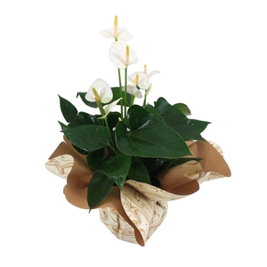 Anthurium XL.33 Ballerina White 14cm met mooie marmerlook rondello