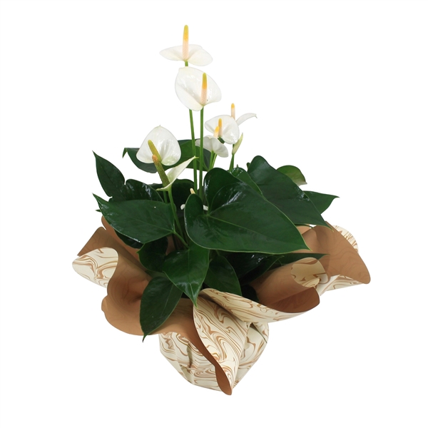 <h4>Anthurium XL.33 Ballerina White 14cm met mooie marmerlook rondello</h4>