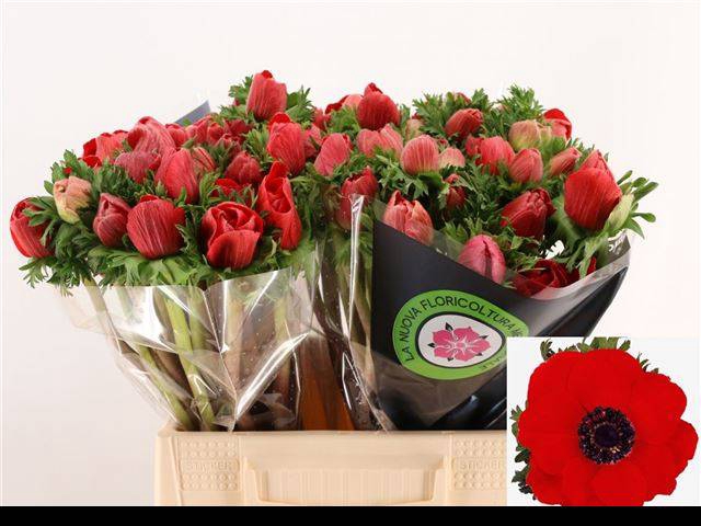 <h4>ANEM CO MIS + RED</h4>