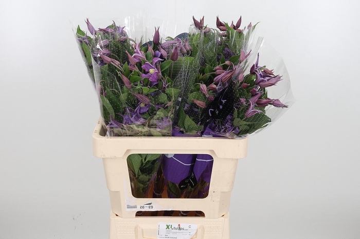 <h4>Clem Amazing Rome</h4>