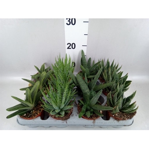 Aloe   ...mix