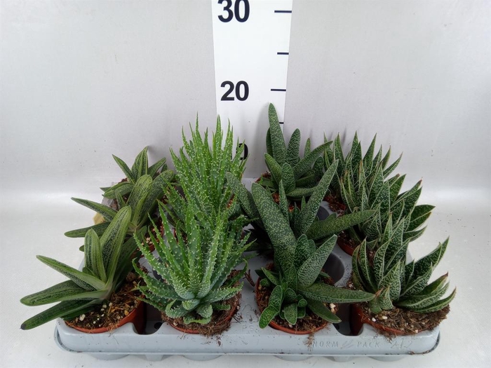 <h4>Aloe   ...mix</h4>