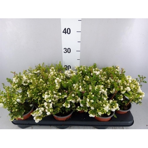 Gaultheria   ...white berry