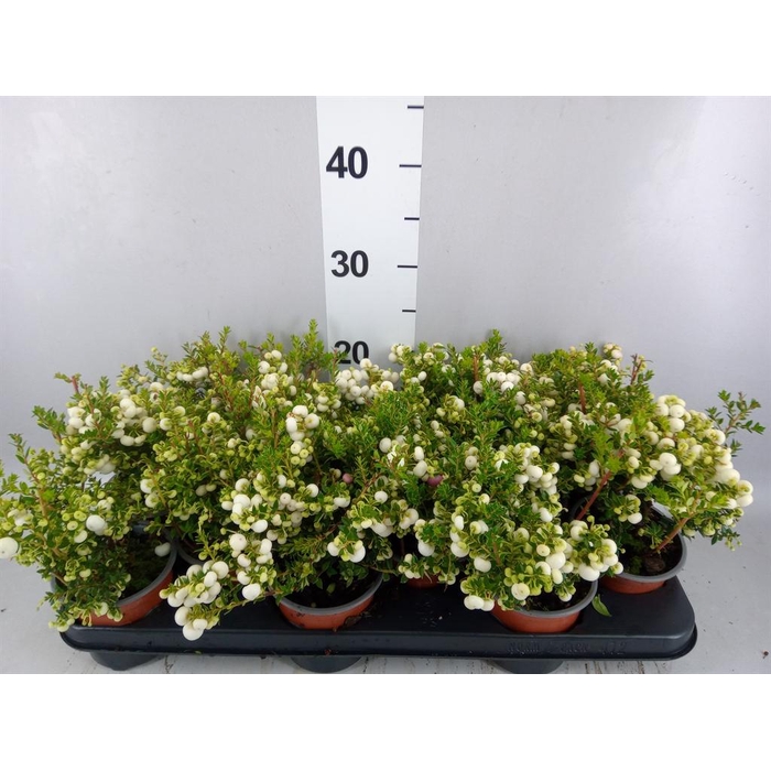 <h4>Gaultheria   ...white berry</h4>
