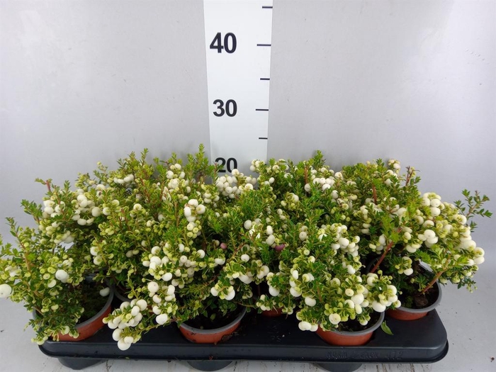 Gaultheria   ...white berry