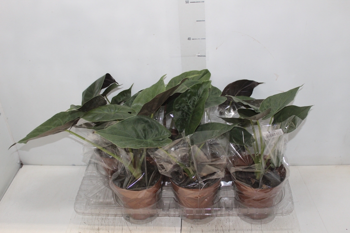 <h4>ALOCASIA WENTII P14</h4>