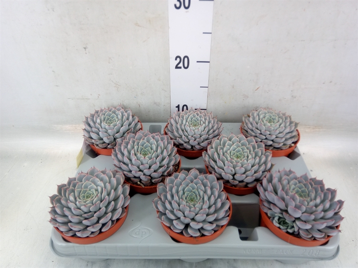 <h4>Echeveria cuspidata</h4>