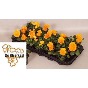 VIO WI MA DEEP ORANG