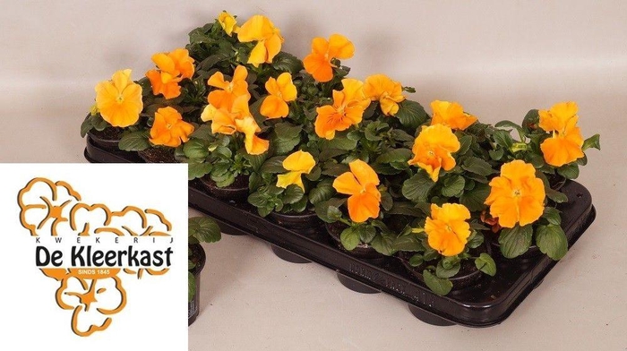 <h4>VIO WI MA DEEP ORANG</h4>