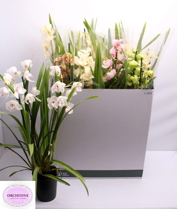 <h4>CYMB GEMENGD</h4>