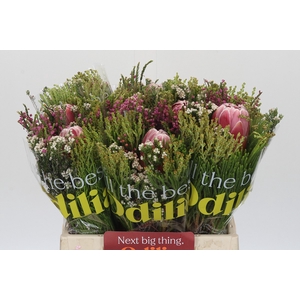 BQ Protea Hybride SFB