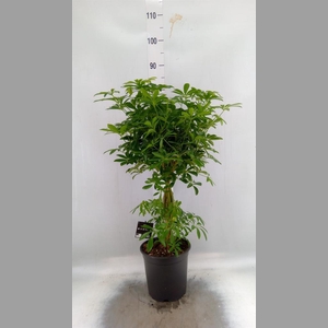 Schefflera arbor. 'Luseana'