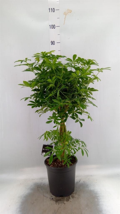 <h4>Schefflera arbor. 'Luseana'</h4>