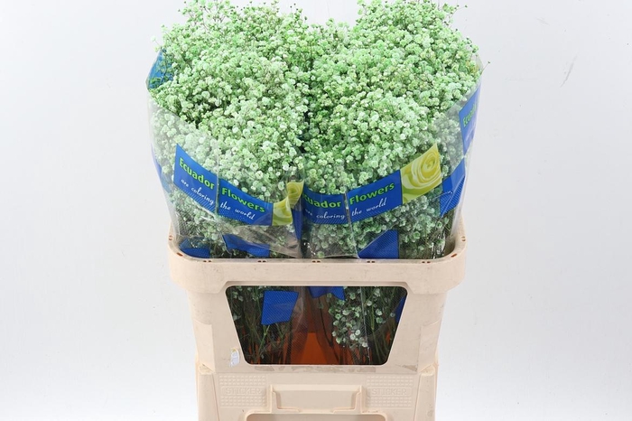 <h4>Gy Xlence Green Tinted</h4>