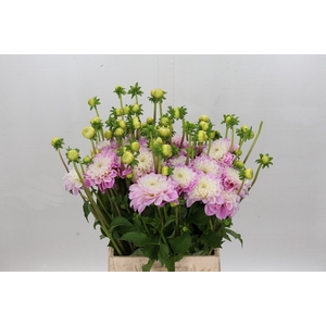Dahlia Sweet Love