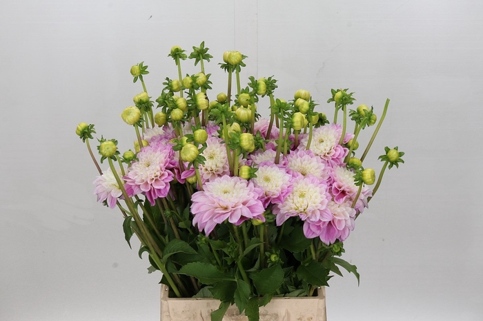 <h4>Dahlia Sweet Love</h4>
